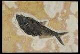 Fossil Fish (Diplomystus) - Green River Formation, Wyoming #144205-3